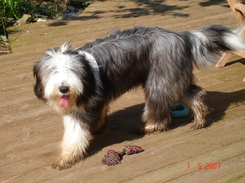 Bambou des Dunes d'Omaha