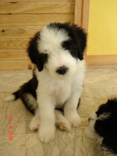 Bentley des Dunes d'Omaha