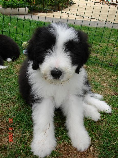 Bretzel des Dunes d'Omaha