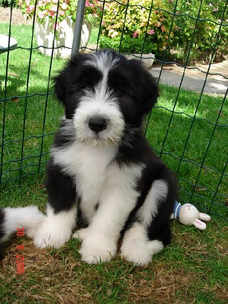 Black jack des Dunes d'Omaha