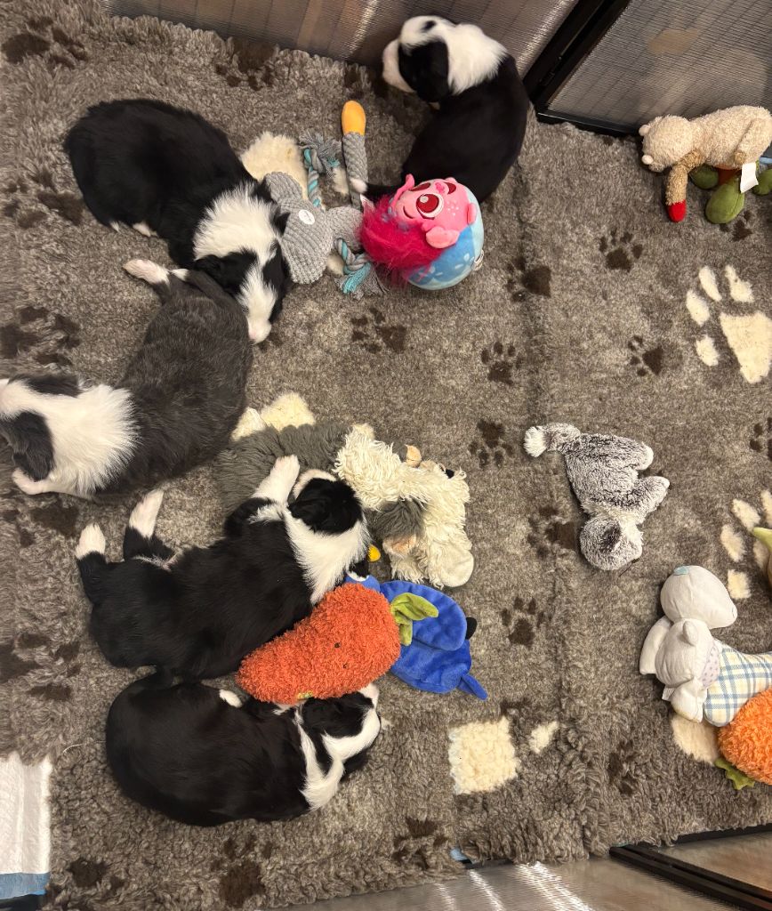 Bébés disponibles aux Dunes d'Omaha