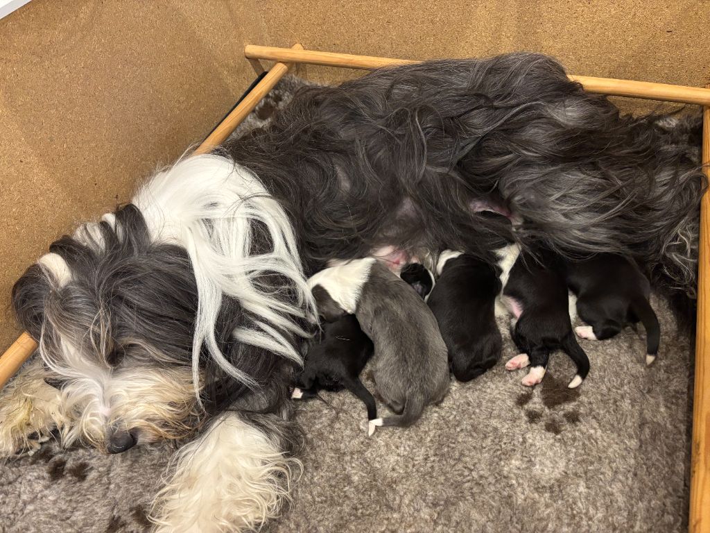 Chiot Bearded Collie des Dunes d'Omaha